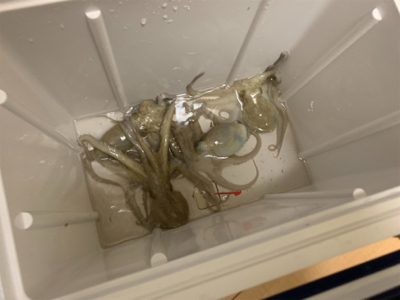 今年はいい感じ♪