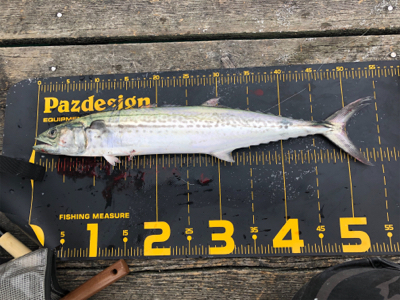 初めての筏でショアジギング