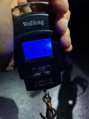 雨天エギング。