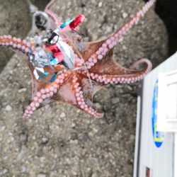 雨上がりのタコ