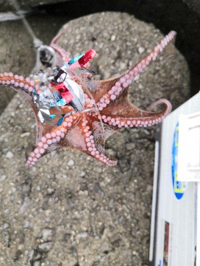 雨上がりのタコ