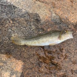 キス狙いでしたが…