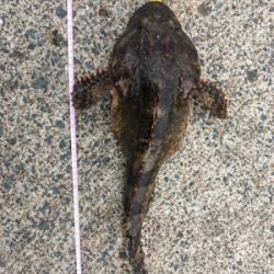 カレイングのつもりが