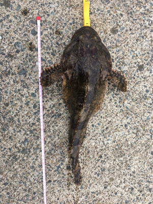 カレイングのつもりが