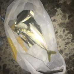 小鯖泳がせでツバス