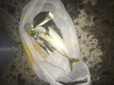 小鯖泳がせでツバス