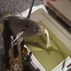 アジング練習 151