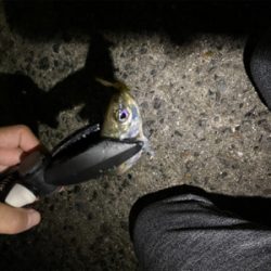 サバゲー&アジング