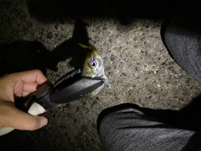 サバゲー&アジング