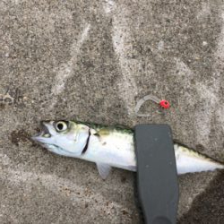 サバが沸いとる