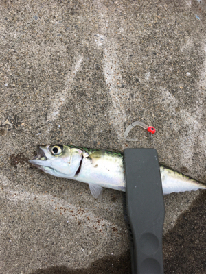 サバが沸いとる