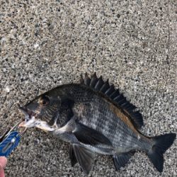 今朝はしぶしぶエビ撒き