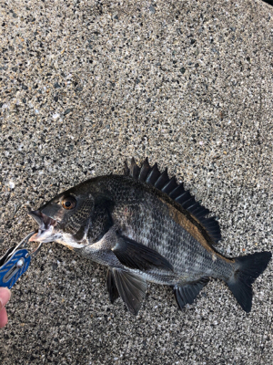 今朝はしぶしぶエビ撒き