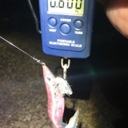 雨上がりの釣行