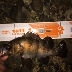 プラグなんでも釣れますね