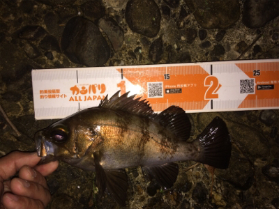 プラグなんでも釣れますね