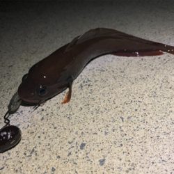 初夏のナイトロック