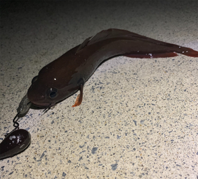 初夏のナイトロック