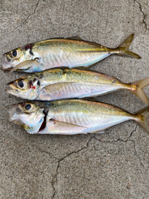 メバリングにて