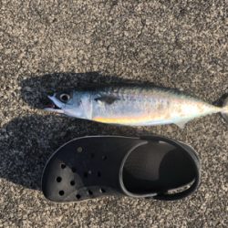 ジグパラマイクロ好調でした