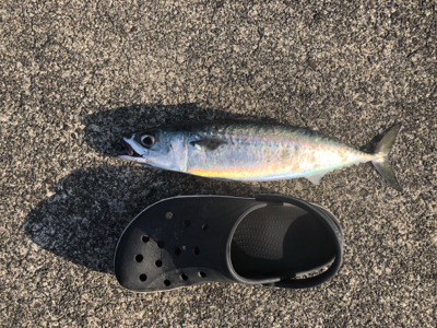 ジグパラマイクロ好調でした