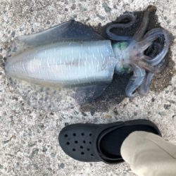 北風4mの中でのエギング！