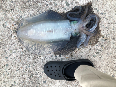 北風4mの中でのエギング！