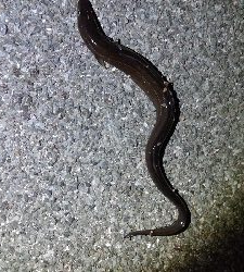 ヘチ釣りでカサゴ＆アナゴ