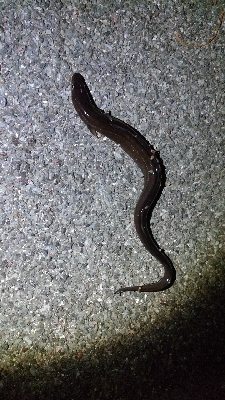 ヘチ釣りでカサゴ＆アナゴ