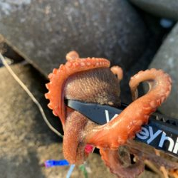 仕事帰りのタコ爆