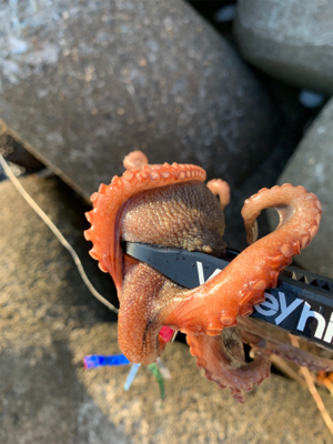 仕事帰りのタコ爆