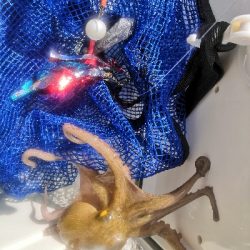 活性低めでした