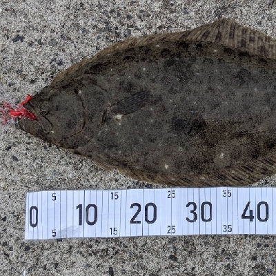 初ヒラメ、初座布団