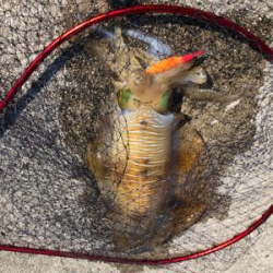 朝まずめ狙いでのエギング!