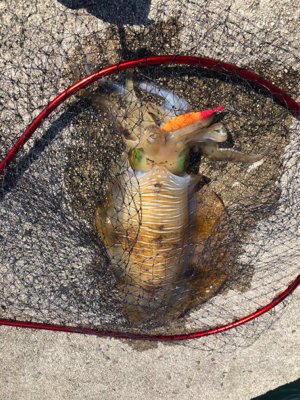 朝まずめ狙いでのエギング!