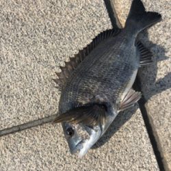 今朝はチヌの活性が高い
