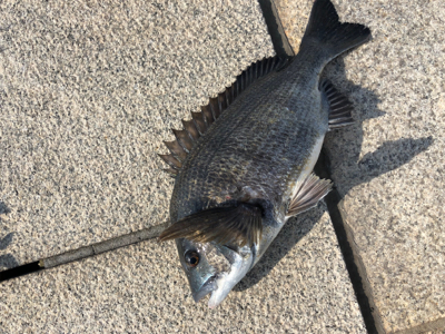 今朝はチヌの活性が高い