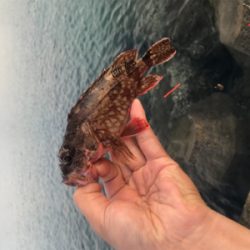 キス釣り6目達成