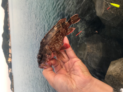 キス釣り6目達成