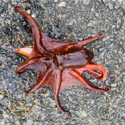 初タコ、何とか一杯^ ^♫