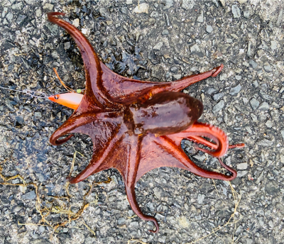 初タコ、何とか一杯^ ^♫