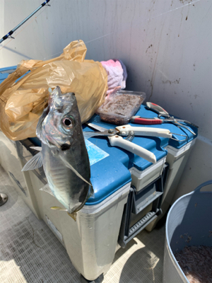 マイボートでサビキ＆キス釣り