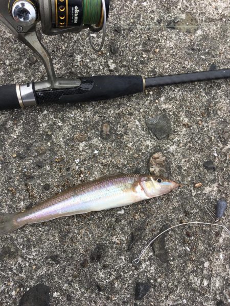 久々のキス釣り