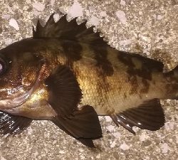 メバリング2010〜2153