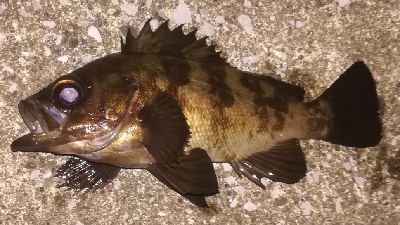 メバリング2010〜2153