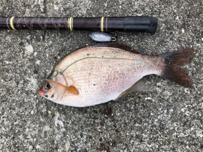 ウキフカセと投げ釣り