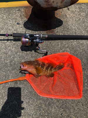 久しぶりの日本海