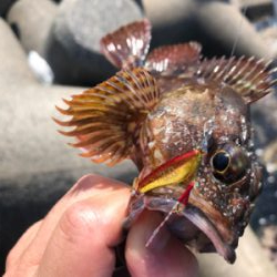 日中ライトゲーム