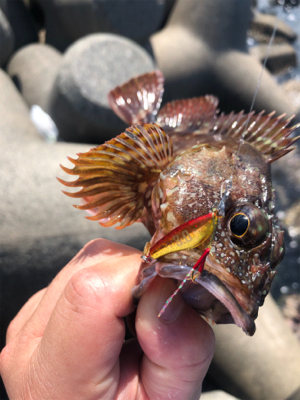 日中ライトゲーム