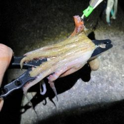 夜のオクトパッシング